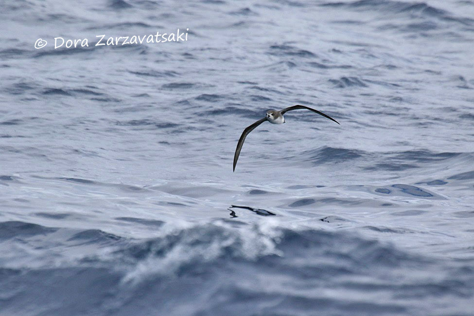 Desertas Petrel
