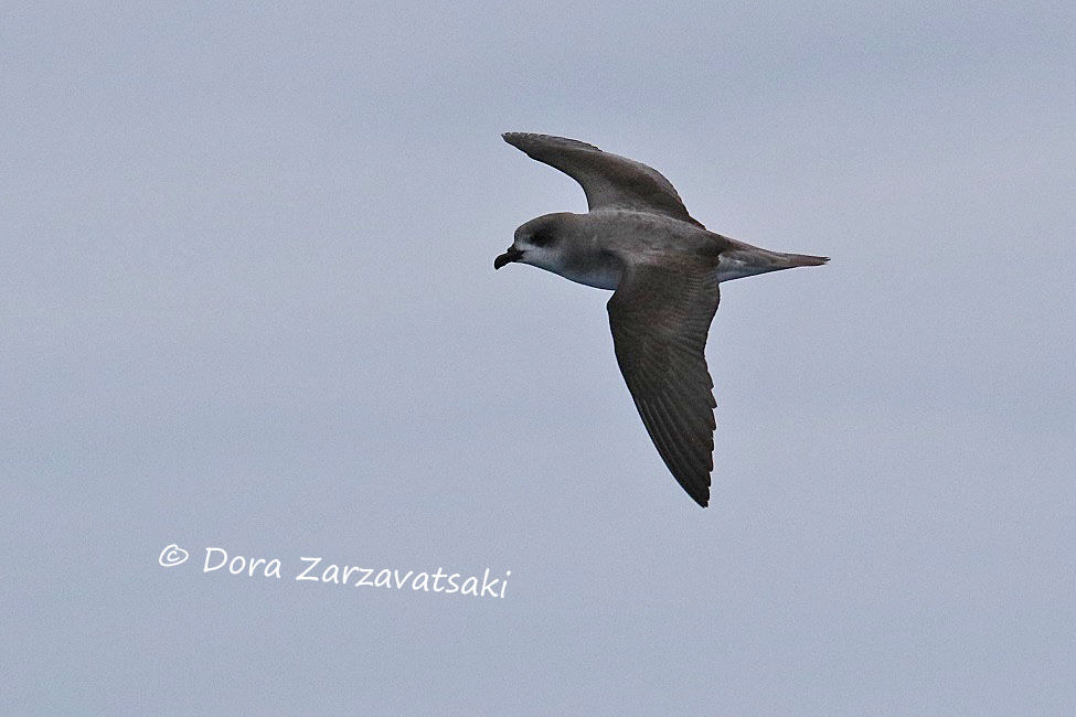 Desertas Petrel, identification