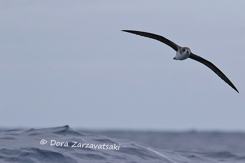 Desertas Petrel