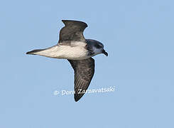 Soft-plumaged Petrel