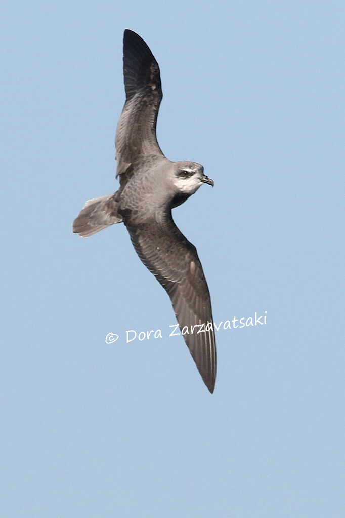 Soft-plumaged Petreladult, Flight