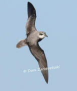 Soft-plumaged Petrel