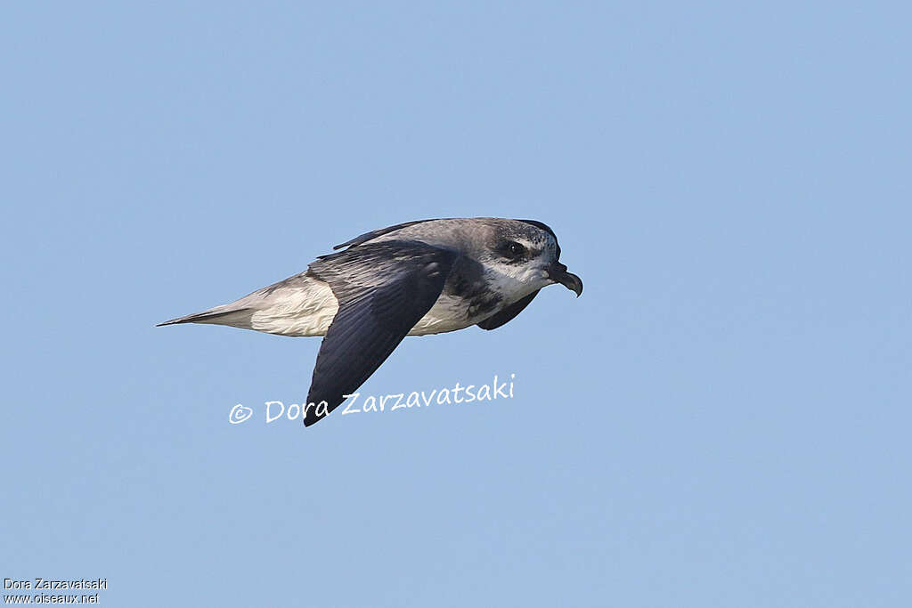 Soft-plumaged Petreladult, pigmentation, Flight