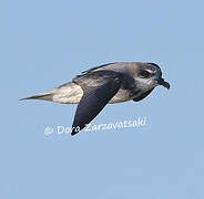 Soft-plumaged Petrel