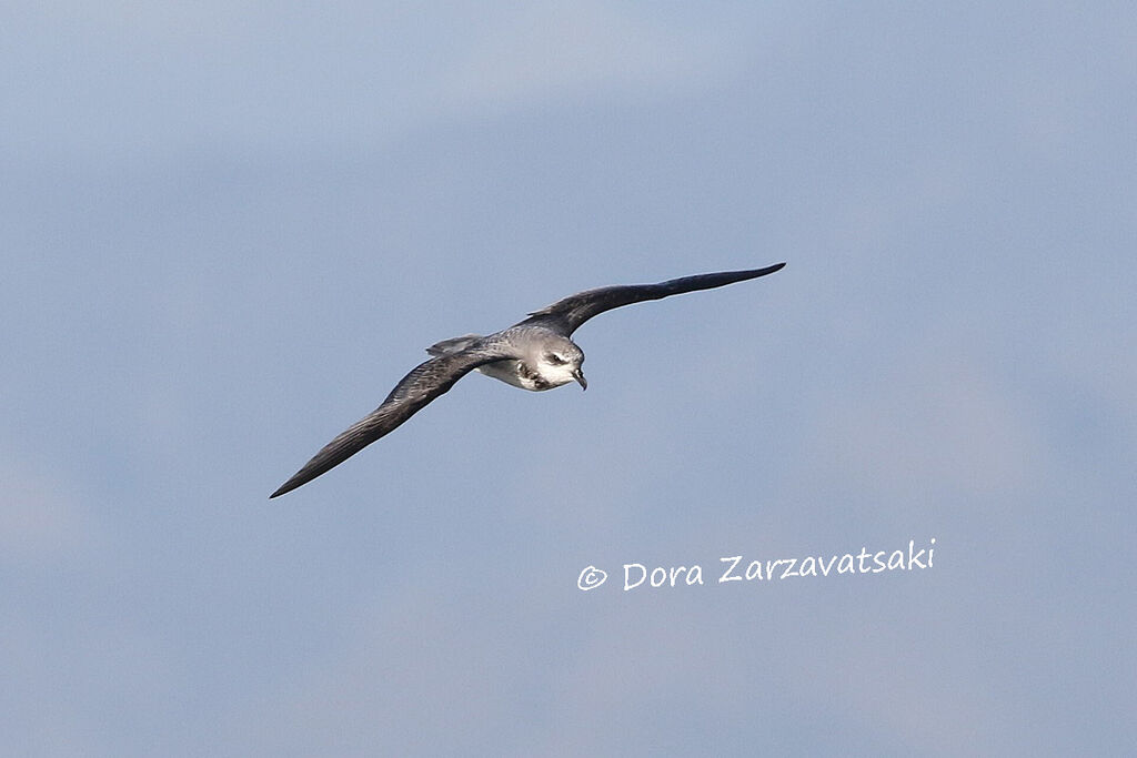 Soft-plumaged Petreladult, Flight