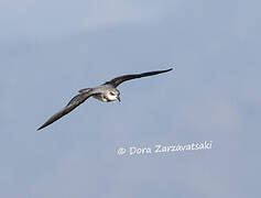 Soft-plumaged Petrel