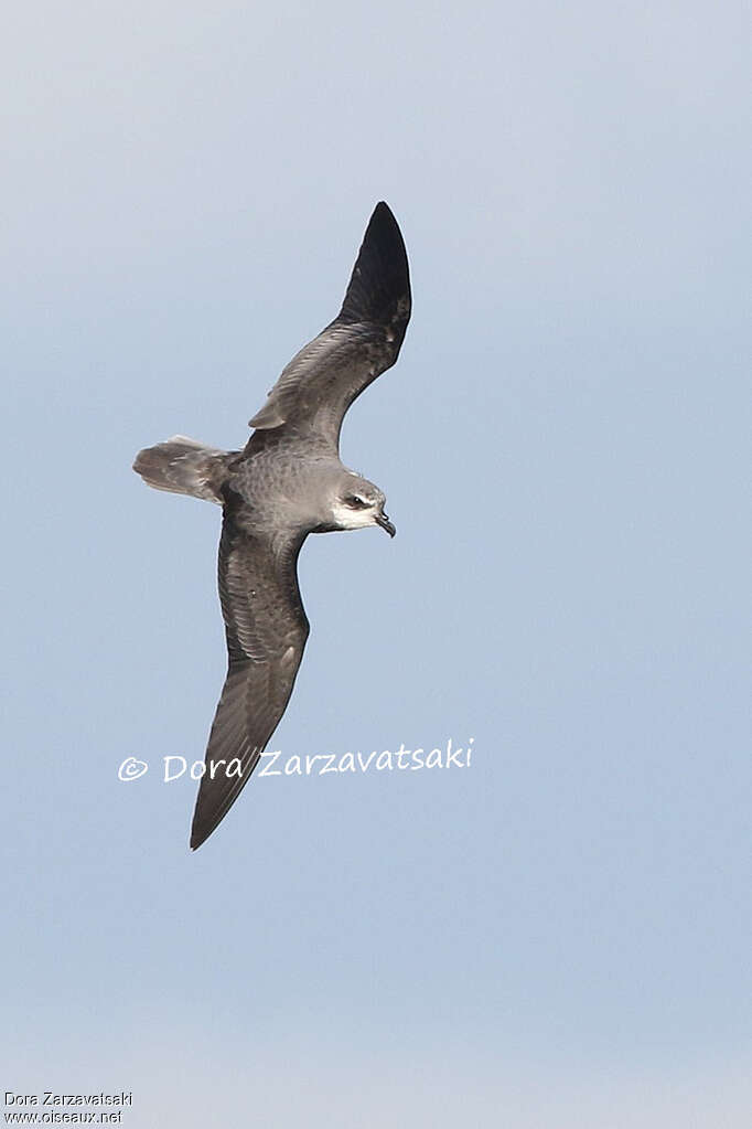 Soft-plumaged Petreladult, identification, Flight