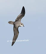 Soft-plumaged Petrel