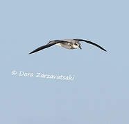 Soft-plumaged Petrel