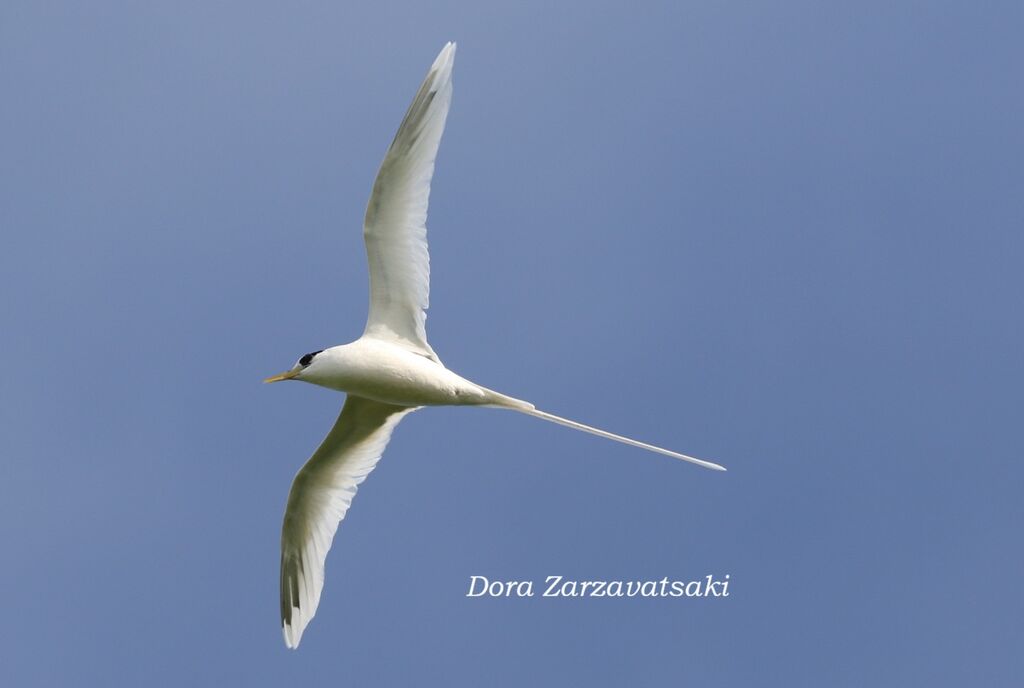 White-tailed Tropicbird