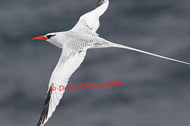 Red-billed Tropicbird