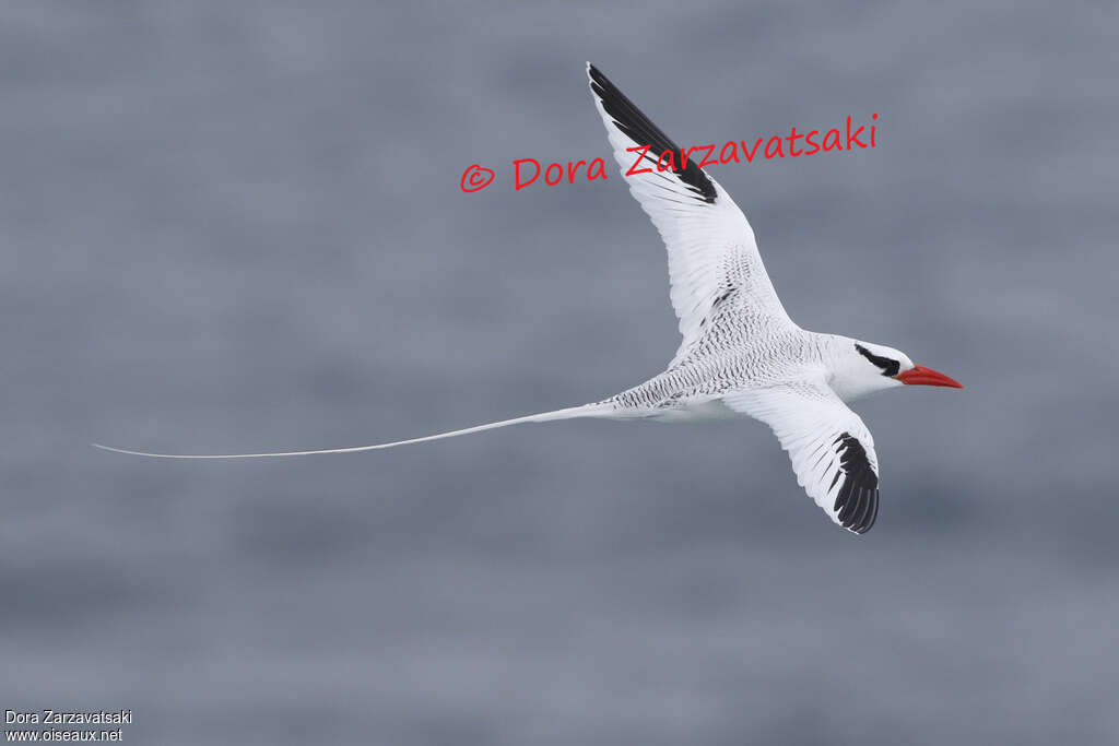 Red-billed Tropicbirdadult, pigmentation, Flight