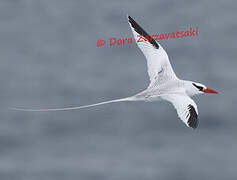 Red-billed Tropicbird