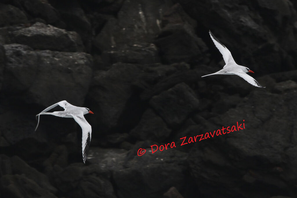 Red-billed Tropicbird, Flight