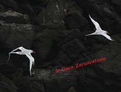 Red-billed Tropicbird