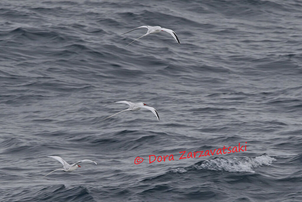 Red-billed Tropicbird, Flight