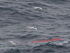 Red-billed Tropicbird