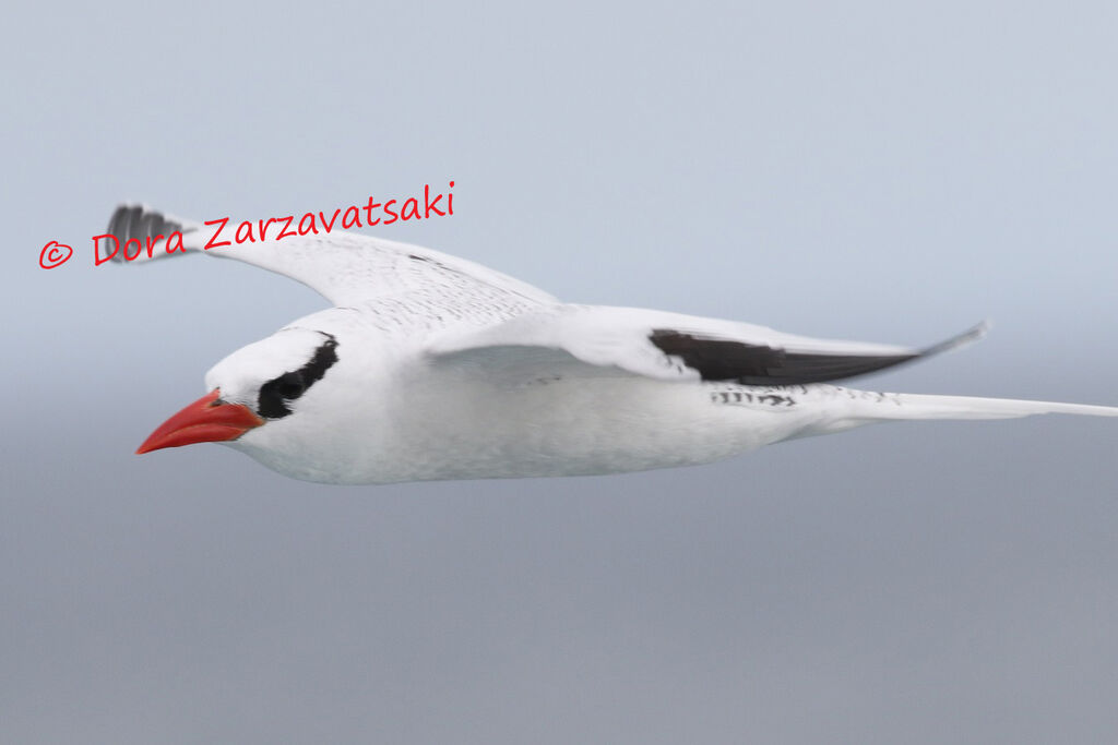 Red-billed Tropicbirdadult, Flight