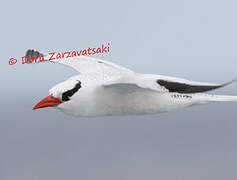 Red-billed Tropicbird