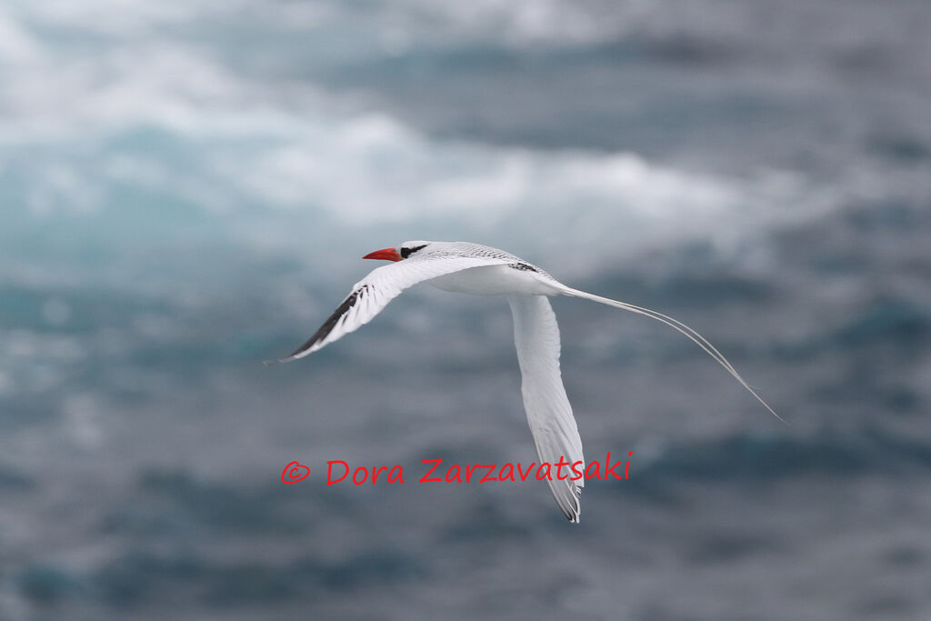 Red-billed Tropicbirdadult, Flight