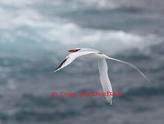 Red-billed Tropicbird