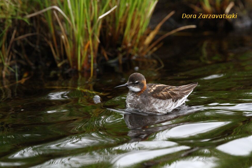 Red-necked Phalarope