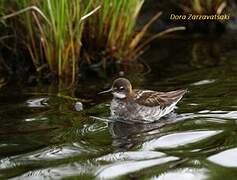 Phalarope à bec étroit