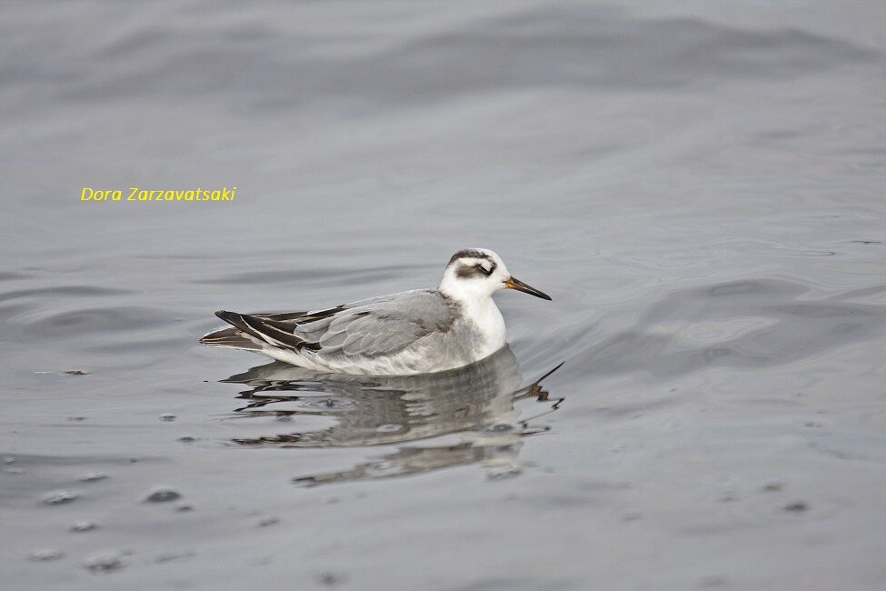 Phalarope à bec large