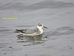 Phalarope à bec large