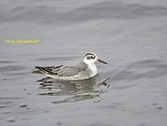 Red Phalarope