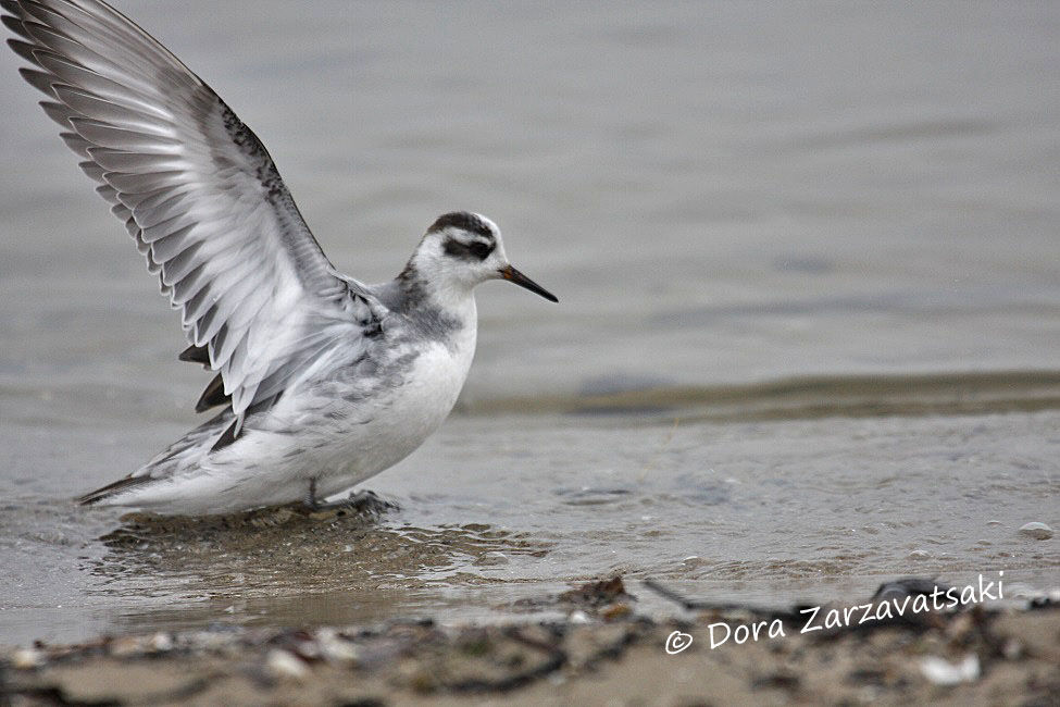 Phalarope à bec large