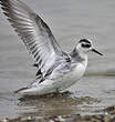 Phalarope à bec large