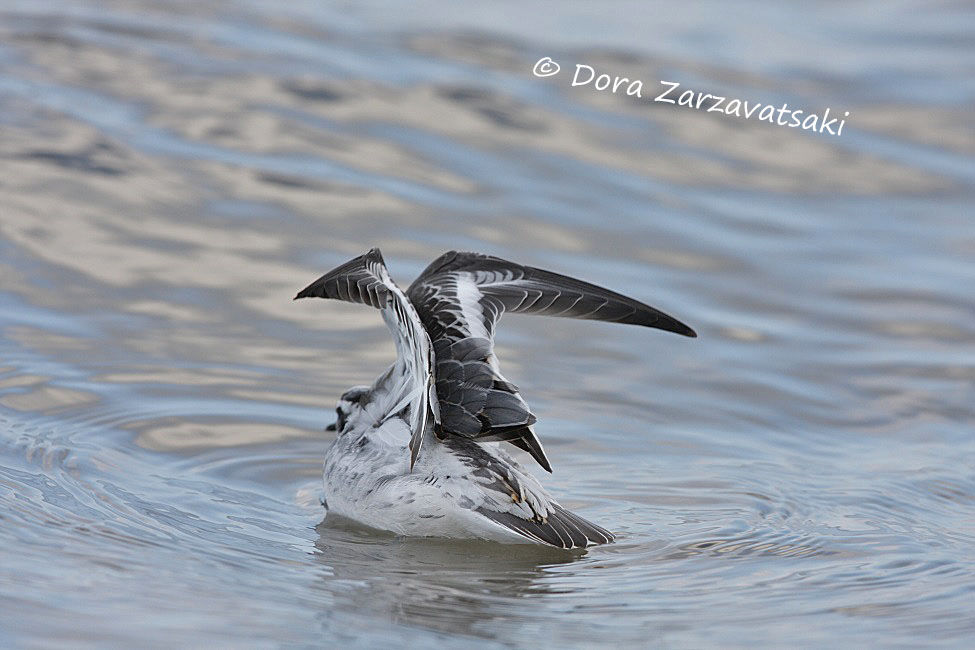 Phalarope à bec large