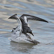 Red Phalarope