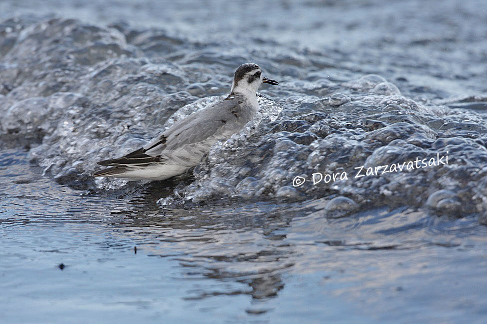 Red Phalarope