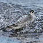 Phalarope à bec large