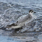 Red Phalarope