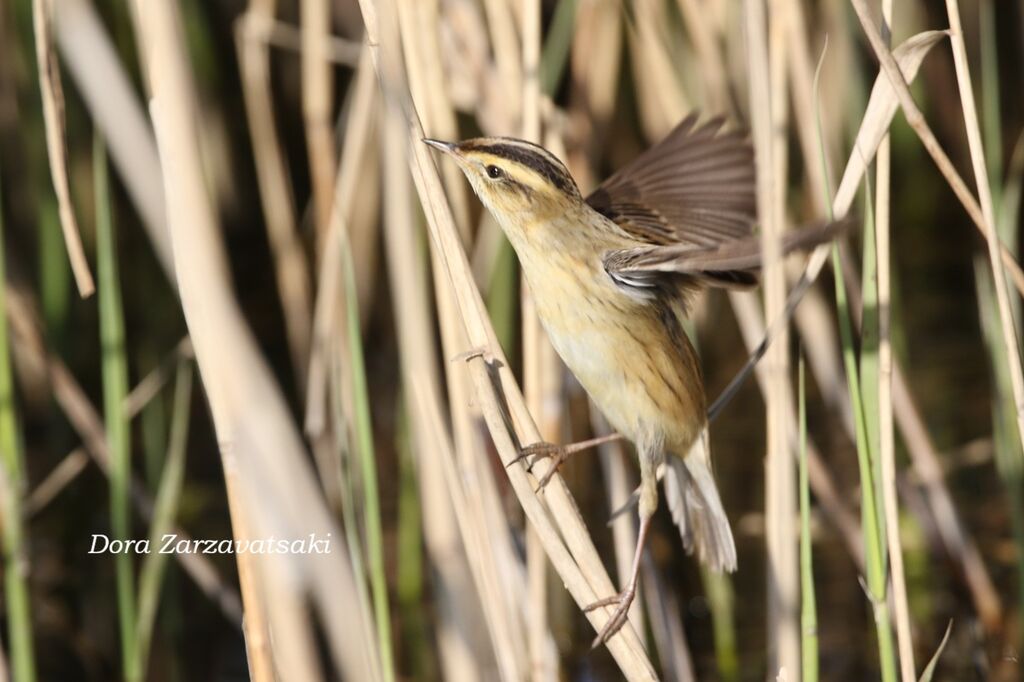 Aquatic Warbler