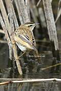 Sedge Warbler