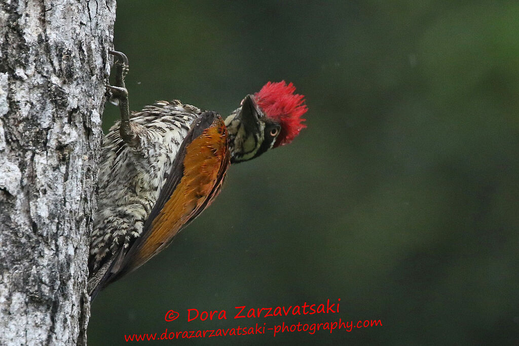 Greater Flamebackadult, identification