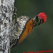 Greater Flameback