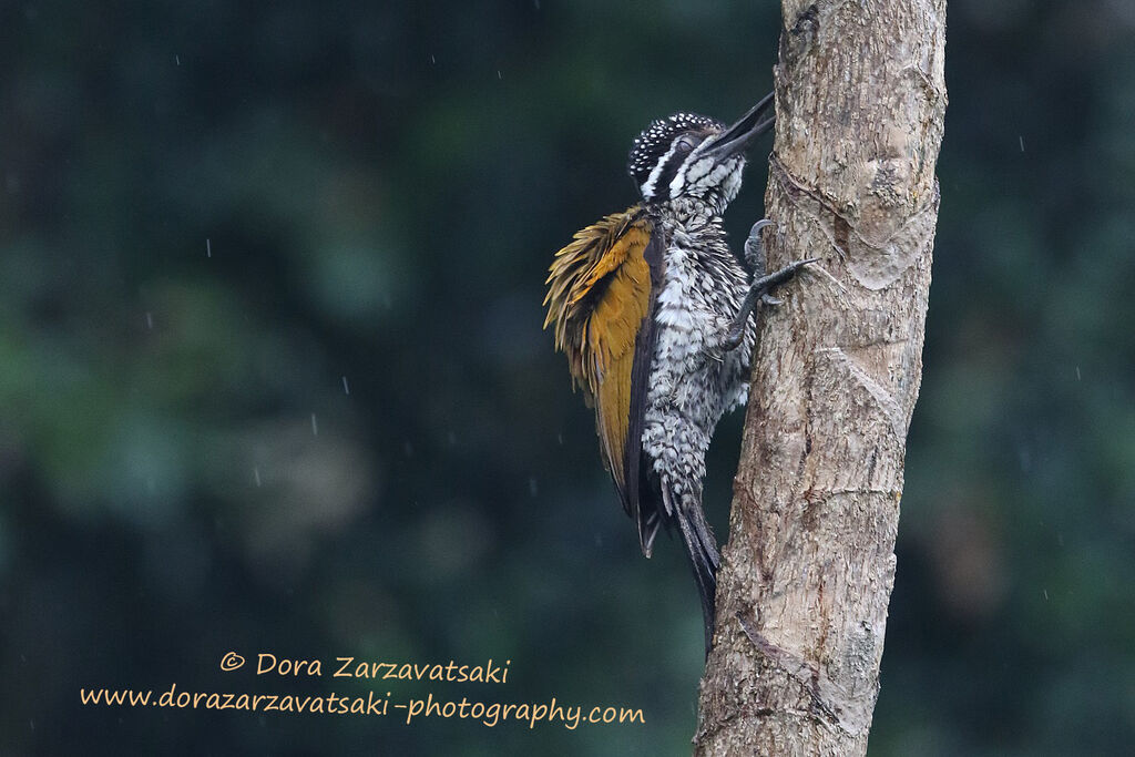 Greater Flameback, identification, eats