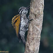 Greater Flameback