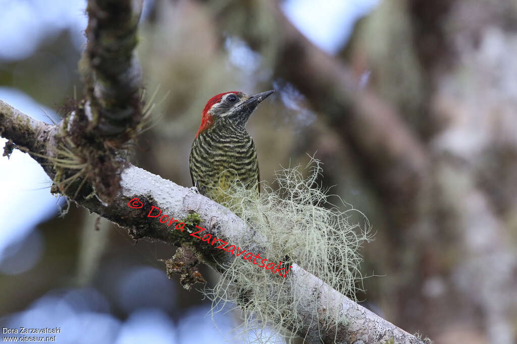 Yellow-vented Woodpeckeradult, feeding habits