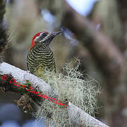 Yellow-vented Woodpecker