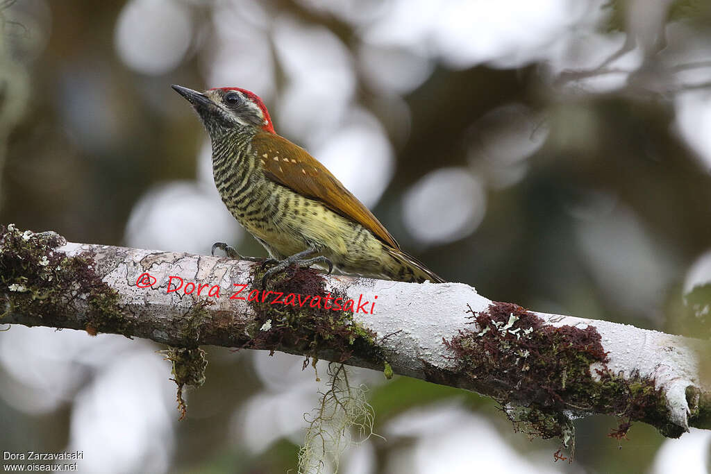 Pic à ventre jauneadulte, identification