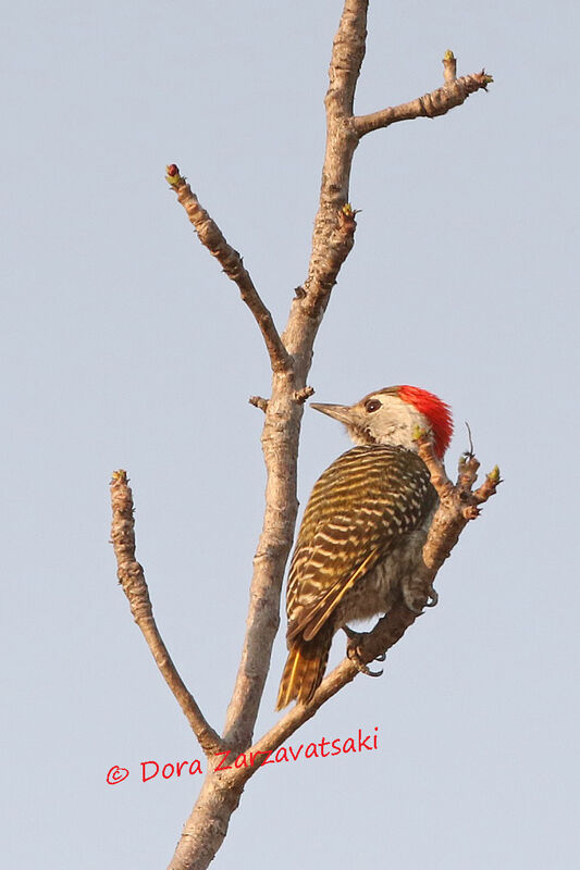 Cardinal Woodpecker male adult
