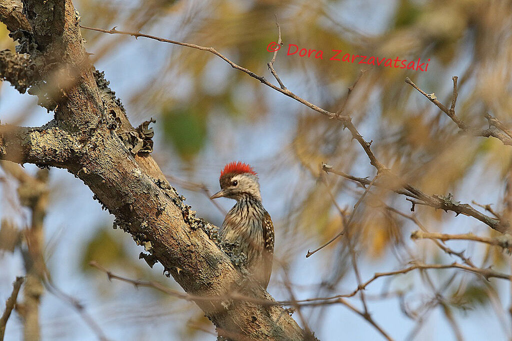 Cardinal Woodpecker male adult