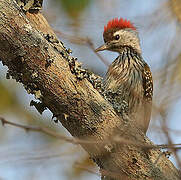 Cardinal Woodpecker