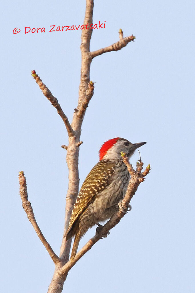 Cardinal Woodpecker male adult